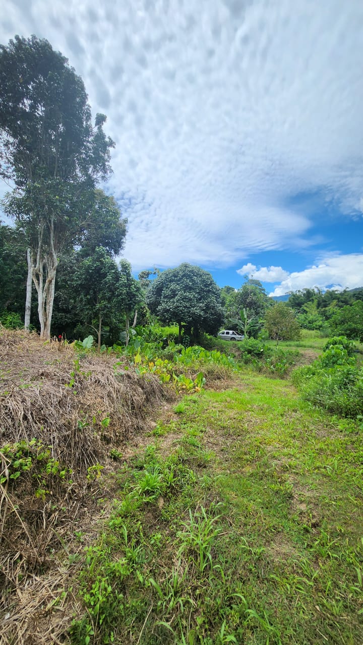 Cleared land and surrounding greenery in Kg. Malangang, Tamparuli